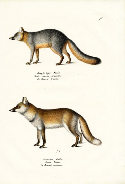 Grey Fox, 1824 by Karl Joseph Brodtmann